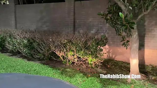 pimpin in a bonnet &mdash;  curious about ambitious booty getting crunk