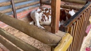 visito una granja —  y consigo una morena sexi para follar